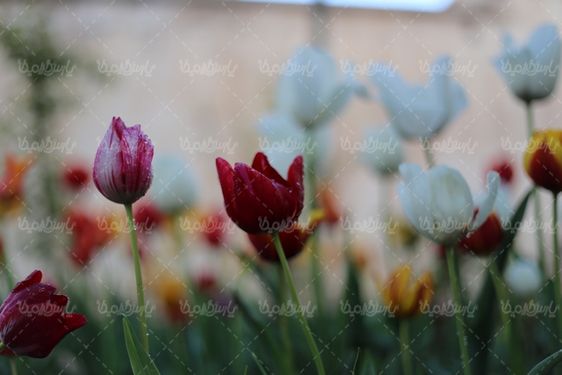 عکس با کیفیت گل زیبا