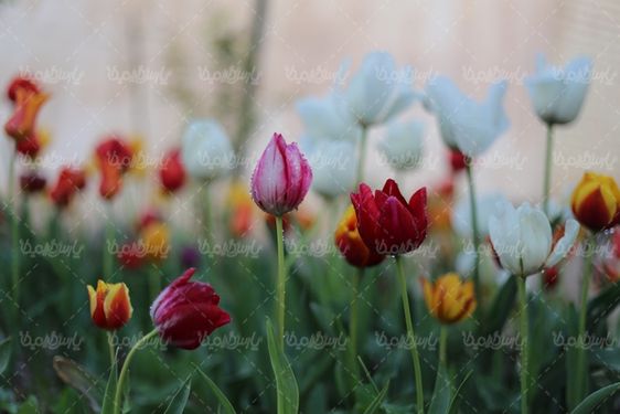 عکس با کیفیت گل زیبا