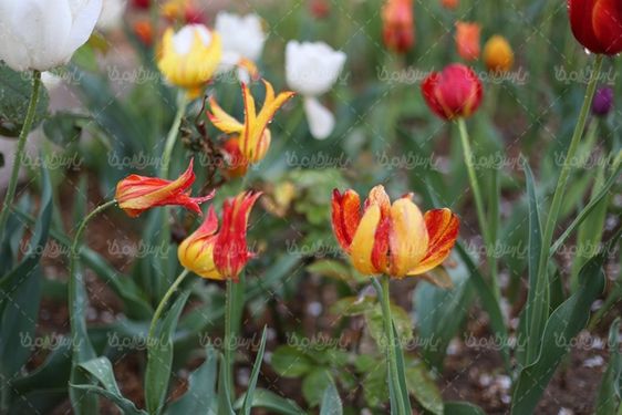 دانلود تصویر گل طبیعی