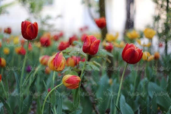 دانلود تصویر گل طبیعی