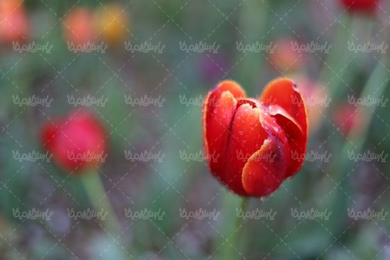 دانلود تصویر گل طبیعی