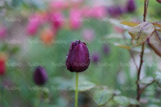 دانلود تصویر گل طبیعی