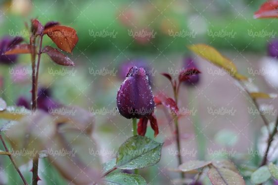 دانلود تصویر گل طبیعی