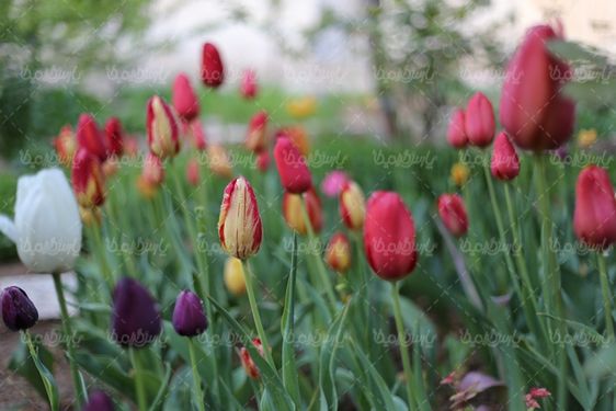 دانلود عکس گل طبیعی