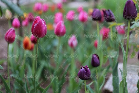 دانلود عکس گل طبیعی