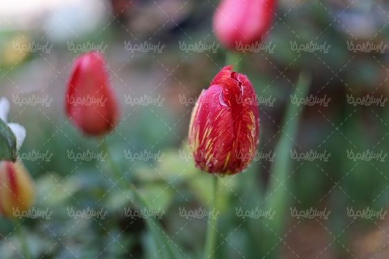 دانلود عکس گل طبیعی