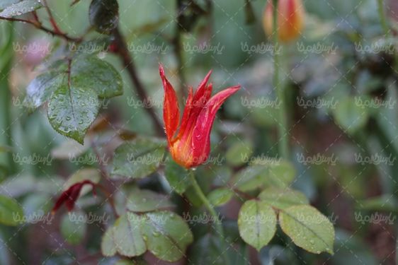 دانلود عکس گل طبیعی