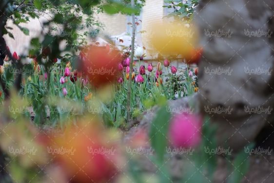 تصویر با کیفیت گل طبیعی