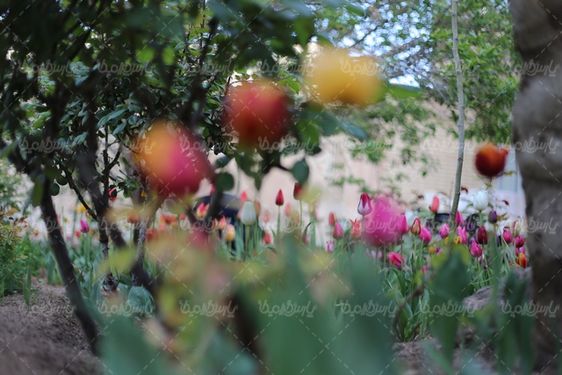 تصویر با کیفیت گل طبیعی