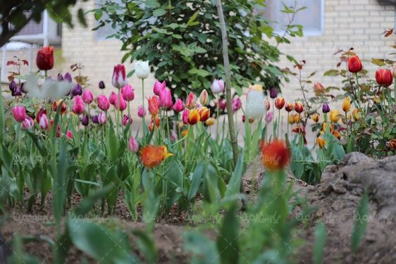 تصویر با کیفیت گل طبیعی