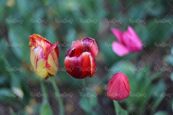 تصویر با کیفیت گل طبیعی