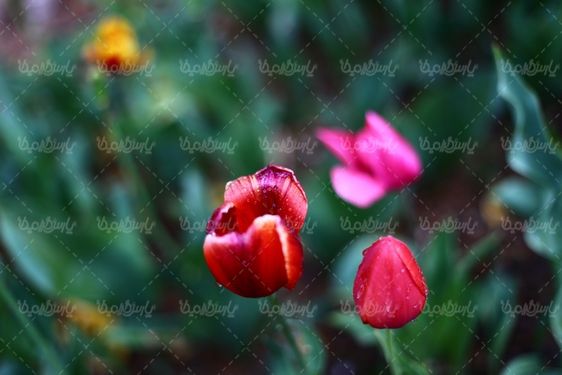 تصویر با کیفیت گل طبیعی