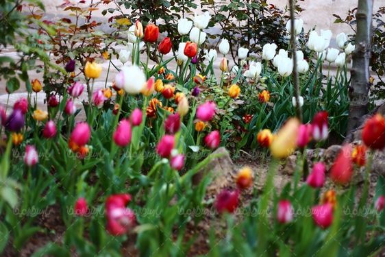 تصویر با کیفیت گل طبیعی