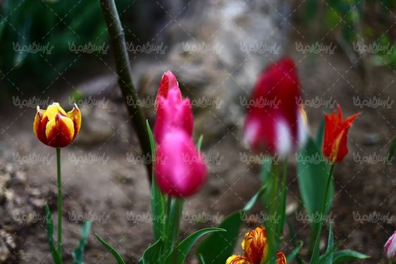 تصویر گل زیبا