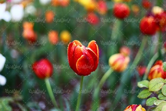 تصویر گل زیبا