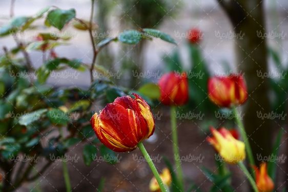 تصویر گل زیبا