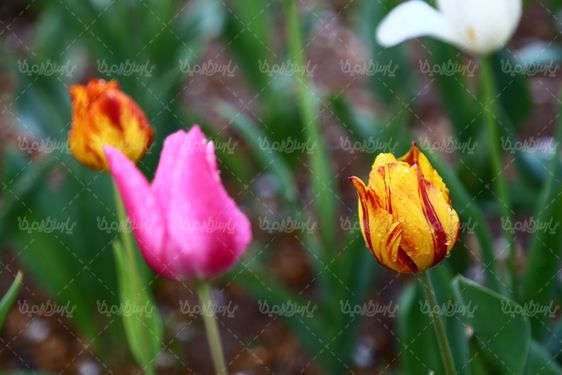 تصویر گل زیبا