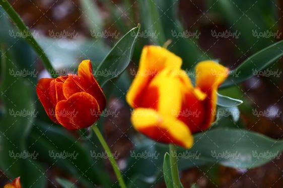 تصویر گل زیبا