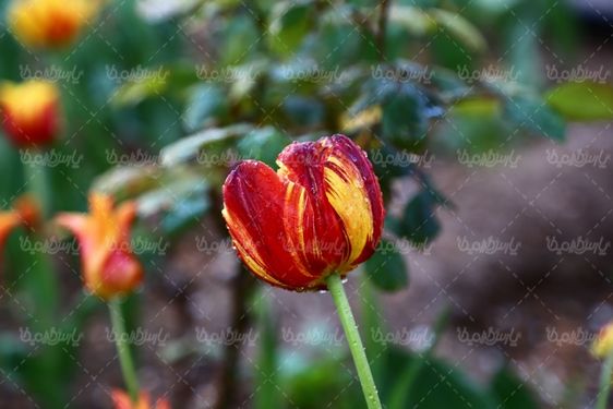 تصویر گل زیبا