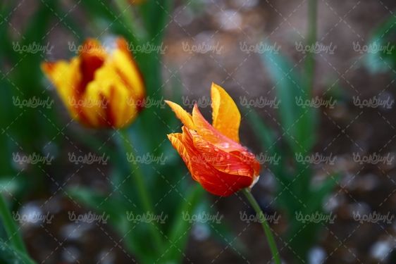 عکس گل زیبا