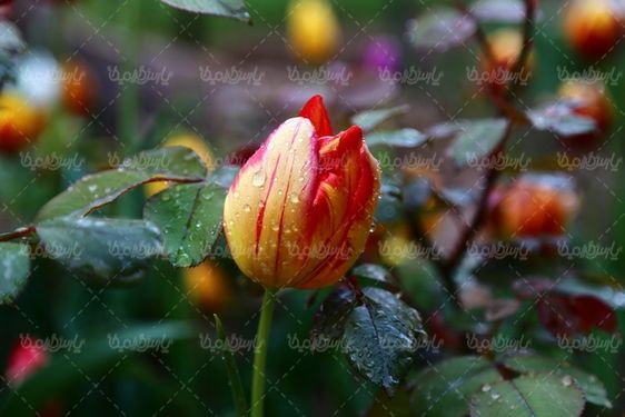 عکس گل زیبا