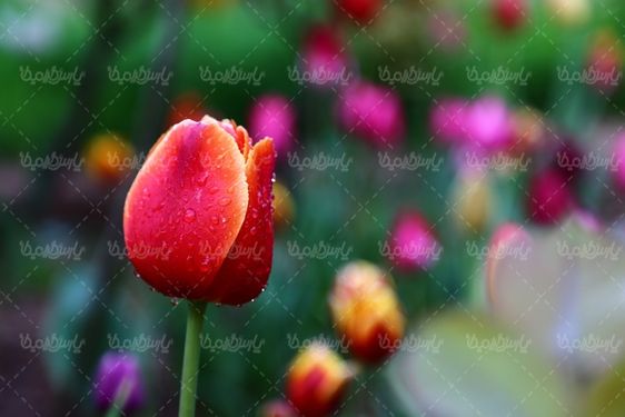 عکس گل زیبا