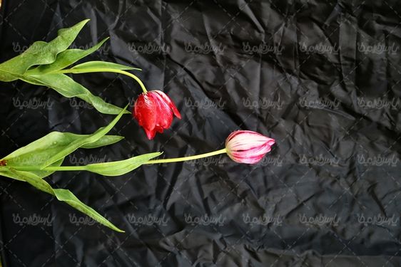 عکس گل زیبا