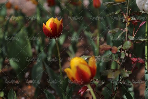 دانلود عکس گل