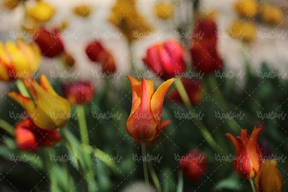 دانلود عکس گل