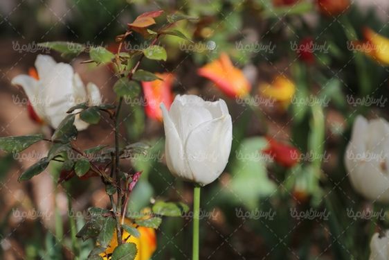 دانلود عکس گل