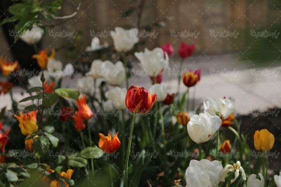 گل طبیعی زیبا