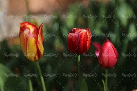 گل طبیعی زیبا