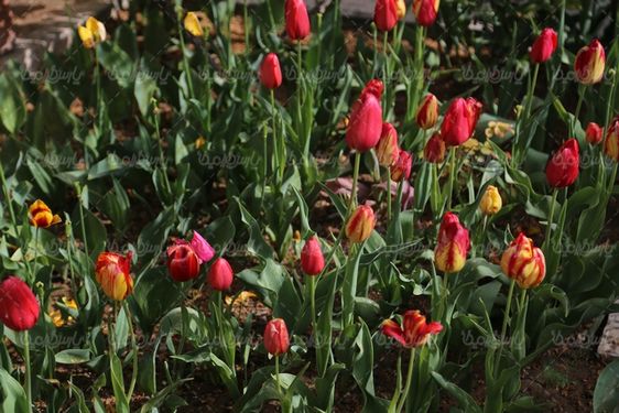 گل طبیعی زیبا