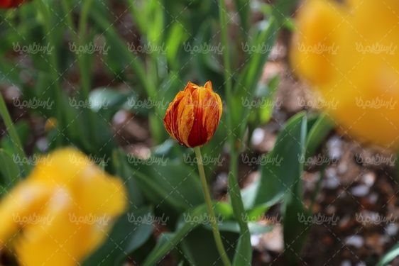 تصویر گل طبیعی