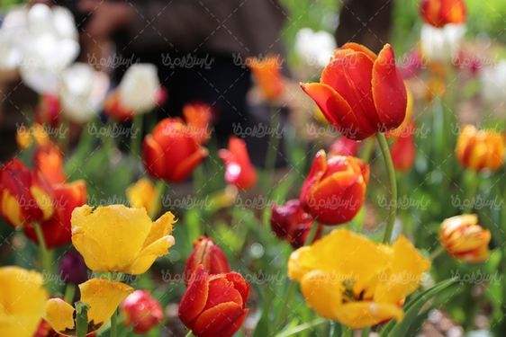 تصویر گل طبیعی