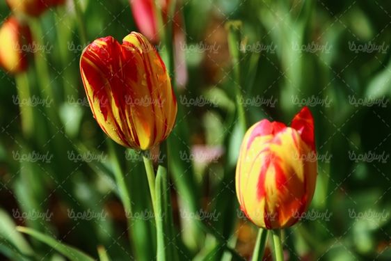 تصویر گل طبیعی