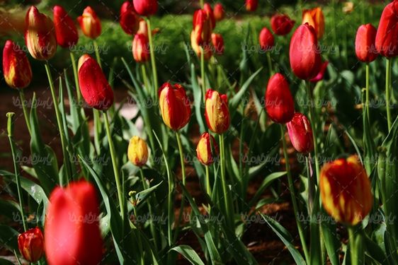 تصویر گل طبیعی