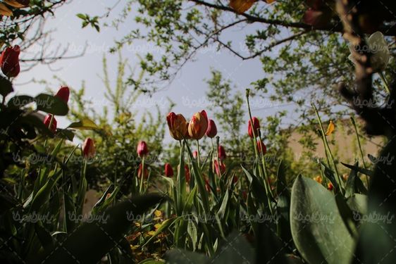 تصویر گل طبیعی