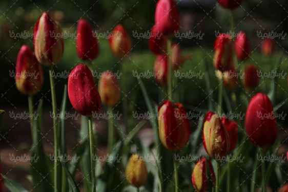 تصویر گل طبیعی