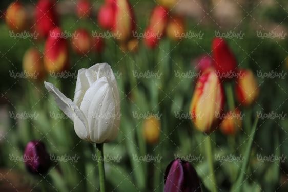 تصویر گل طبیعی