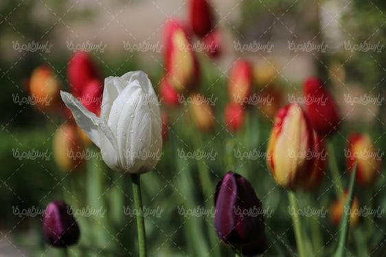 دانلود تصویر گل طبیعی