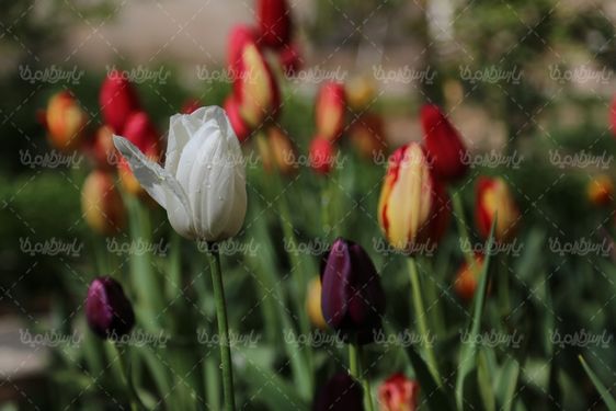 دانلود تصویر گل طبیعی