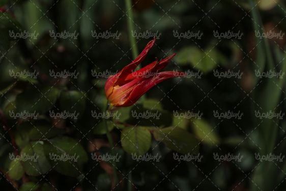 دانلود تصویر گل طبیعی