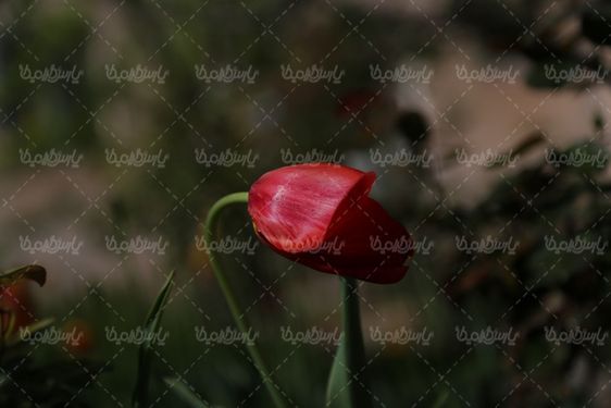 دانلود تصویر گل طبیعی