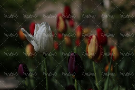 دانلود تصویر گل طبیعی