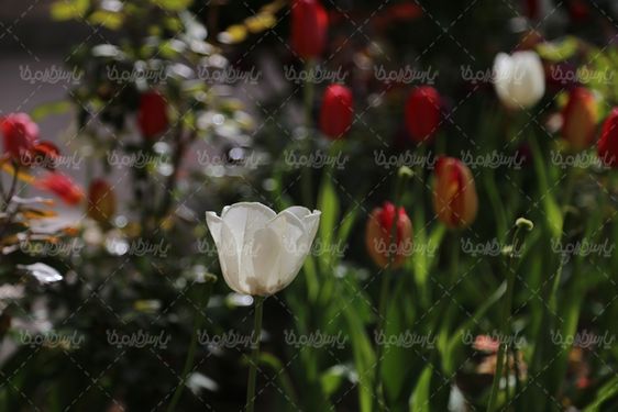 دانلود تصویر گل طبیعی