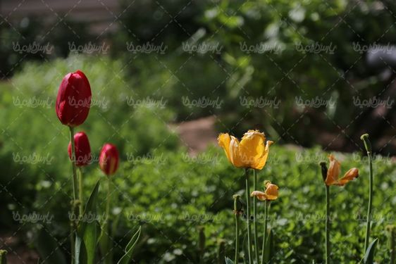 دانلود عکس با کیفیت گل