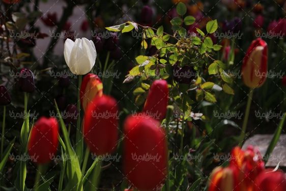 دانلود عکس با کیفیت گل