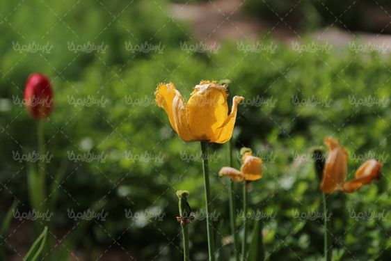 دانلود عکس با کیفیت گل