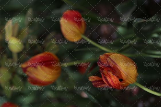 دانلود عکس با کیفیت گل